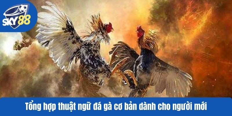 Tổng hợp thuật ngữ đá gà cơ bản dành cho người mới